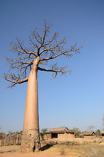 Adansonia grandidieri compared to village This Adansonia grandidieri is relatively young, only a few hundred years old, yet still towers over the village. Adansonia grandidieri,Baobab Avenue,Geotagged,Madagascar
