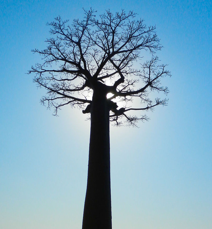 Adansonia grandidieri in backlight, Baobab avenue Legend goes that some god was mad and planted these trees upside down, roots in the air. Other people believe it is an adaptation to drought. I tend to lean to the latter option. Adansonia grandidieri,Baobab Avenue,Madagascar