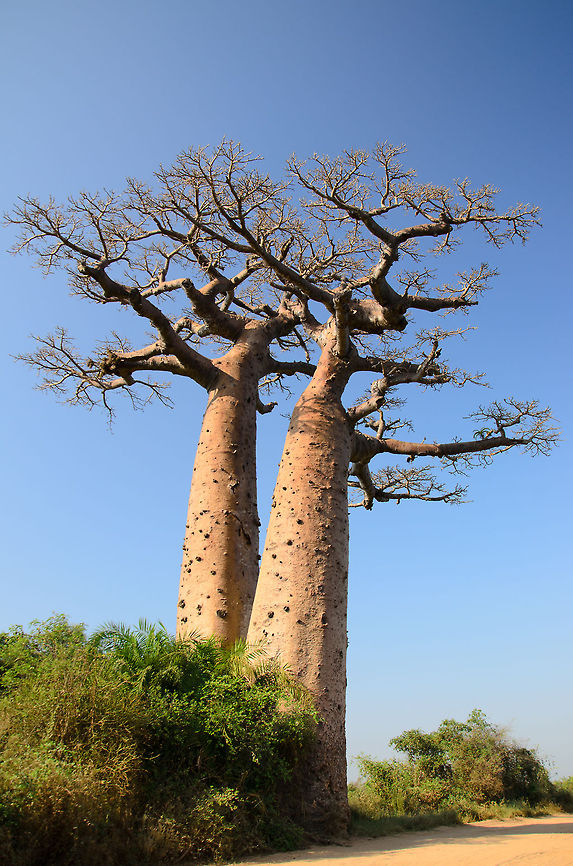 Pair of Adansonia grandidieri baobabs Found on baobab avenue, Madagascar's most famous street.  Adansonia grandidieri,Baobab Avenue,Madagascar