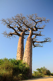 Pair of Adansonia grandidieri baobabs Found on baobab avenue, Madagascar's most famous street.  Adansonia grandidieri,Baobab Avenue,Madagascar