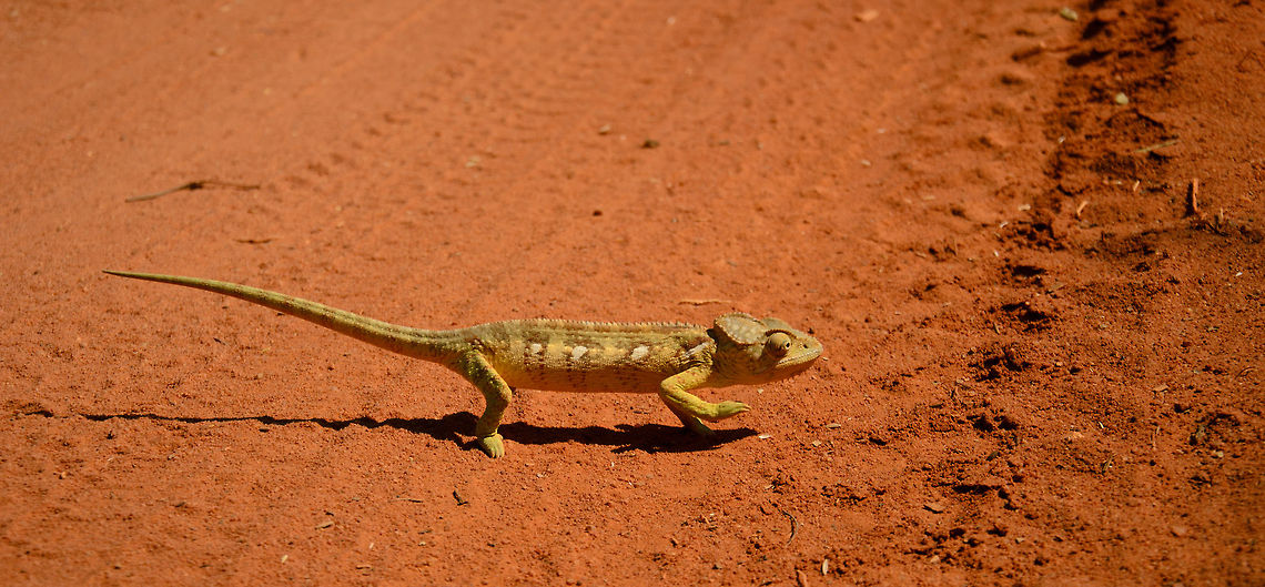 Chameleon crossing roads We were lucky to have a driver good at dodging chameleons, since we came across many on our way to Tsingy.  Baobab Avenue,Furcifer oustaleti,Geotagged,Madagascar,Malagasy Giant Chameleon
