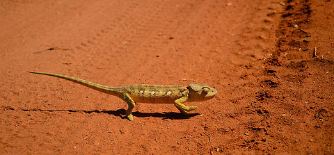 Chameleon crossing roads We were lucky to have a driver good at dodging chameleons, since we came across many on our way to Tsingy.  Baobab Avenue,Furcifer oustaleti,Geotagged,Madagascar,Malagasy Giant Chameleon