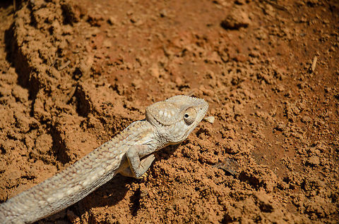 Chameleon on road to Tsingy  Baobab Avenue,Furcifer oustaleti,Madagascar,Malagasy Giant Chameleon