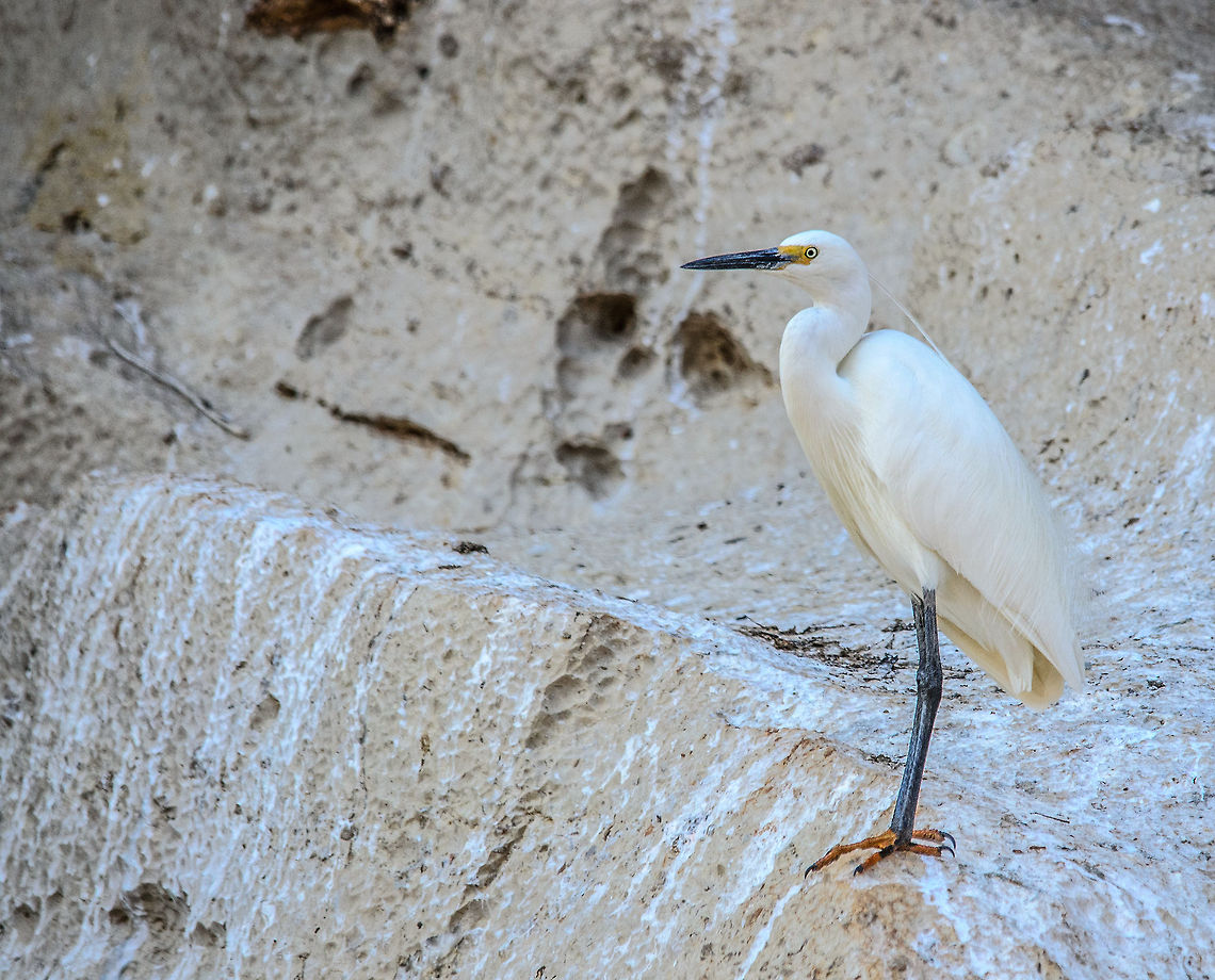 Dimorphic Egret in Tsingy, Madagascar It seems that no matter where we travel, white egrets are always everywhere. This one does concern a new species to us, being the Dimorphic Egret. It is found along the waterside of the Tsingy reserve in Madagascar. Dimorphic Egret,Egretta dimorpha,Madagascar,Tsingy de Bemaraha National Park
