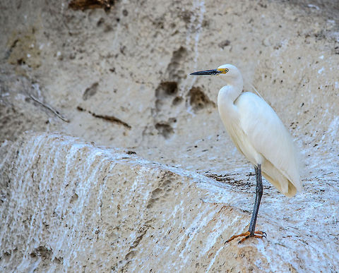 Dimorphic Egret in Tsingy, Madagascar It seems that no matter where we travel, white egrets are always everywhere. This one does concern a new species to us, being the Dimorphic Egret. It is found along the waterside of the Tsingy reserve in Madagascar. Dimorphic Egret,Egretta dimorpha,Madagascar,Tsingy de Bemaraha National Park