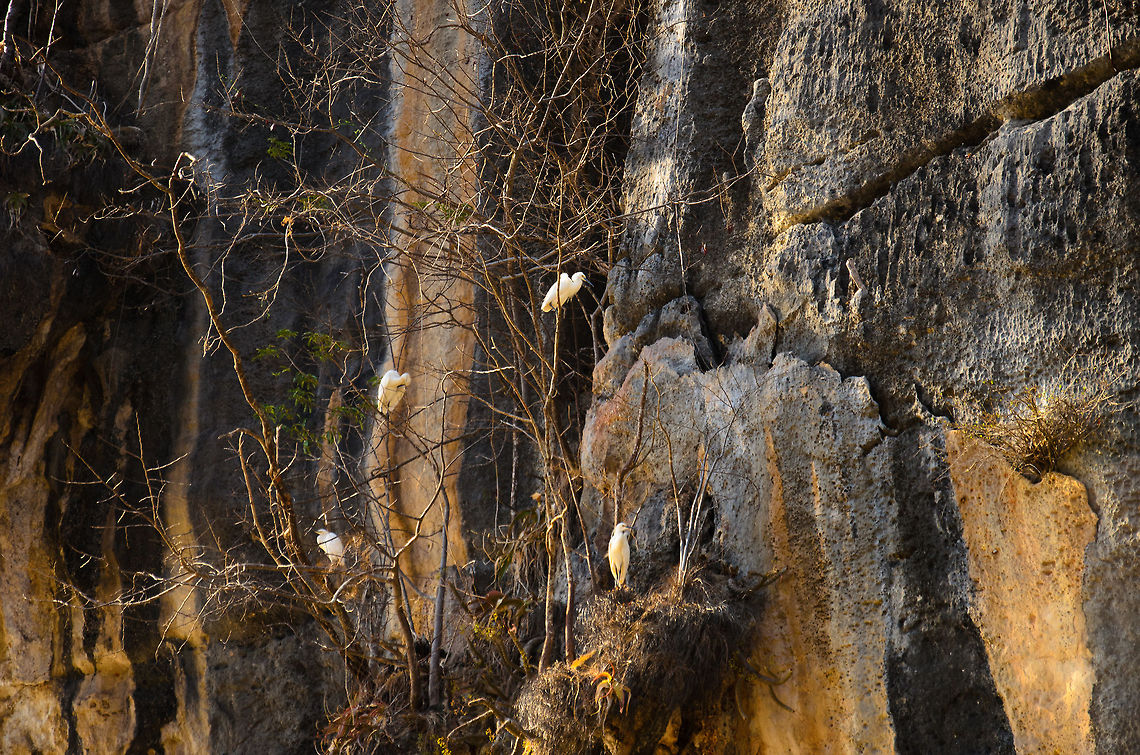 Dimorphic egrets nesting near limestone cliffs  Dimorphic Egret,Egretta dimorpha,Geotagged,Madagascar,Tsingy de Bemaraha National Park