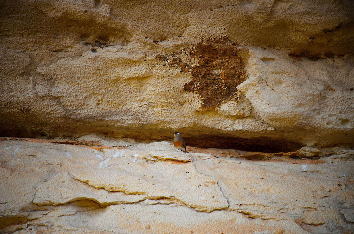 Madagascar Pratincole Safe from most predators, this Madagascar Pratincole nests in the limestone caves along the Stingy river in Madagascar. They are very funny birds in that their body stays perfectly straight as they run, only their legs move. I&#039;ll share a closer shot soon. Glareola ocularis,Madagascar,Madagascar Pratincole,Tsingy de Bemaraha National Park
