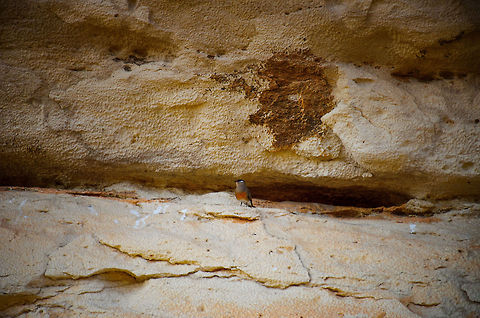 Madagascar Pratincole Safe from most predators, this Madagascar Pratincole nests in the limestone caves along the Stingy river in Madagascar. They are very funny birds in that their body stays perfectly straight as they run, only their legs move. I'll share a closer shot soon. Glareola ocularis,Madagascar,Madagascar Pratincole,Tsingy de Bemaraha National Park