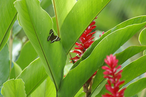 Jungle Colors, flowers and butterflies A fresh look into the jungle of Costa Rica.  Anartia fatima,Banded Peacock,Butterfly,Costa Rica,Flora,Plants,Rhopalocera