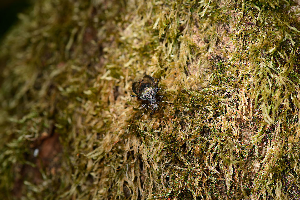 Mottled Shieldbug - habitat, Berghem, Netherlands <figure class="photo"><a href="https://www.jungledragon.com/image/99679/mottled_shieldbug_-_top_view_berghem_netherlands.html" title="Mottled Shieldbug - top view, Berghem, Netherlands"><img src="https://s3.amazonaws.com/media.jungledragon.com/images/2/99679_thumb.jpg?AWSAccessKeyId=05GMT0V3GWVNE7GGM1R2&Expires=1767225610&Signature=1feyLpFCQL9pceXlweAFRba1bv8%3D" width="138" height="152" alt="Mottled Shieldbug - top view, Berghem, Netherlands https://www.jungledragon.com/image/99678/mottled_shieldbug_-_habitat_berghem_netherlands.html<br />
https://www.jungledragon.com/image/99681/mottled_shieldbug_-_front_view_berghem_netherlands.html Berghem,Europe,Mottled Shieldbug,Netherlands,Rhaphigaster nebulosa,World" /></a></figure><br />
<figure class="photo"><a href="https://www.jungledragon.com/image/99681/mottled_shieldbug_-_front_view_berghem_netherlands.html" title="Mottled Shieldbug - front view, Berghem, Netherlands"><img src="https://s3.amazonaws.com/media.jungledragon.com/images/2/99681_thumb.jpg?AWSAccessKeyId=05GMT0V3GWVNE7GGM1R2&Expires=1767225610&Signature=SRBcdO3tspghKJnESNcASxw9t0w%3D" width="200" height="160" alt="Mottled Shieldbug - front view, Berghem, Netherlands https://www.jungledragon.com/image/99678/mottled_shieldbug_-_habitat_berghem_netherlands.html<br />
https://www.jungledragon.com/image/99679/mottled_shieldbug_-_top_view_berghem_netherlands.html Berghem,Europe,Mottled Shieldbug,Netherlands,Rhaphigaster nebulosa,World" /></a></figure> Berghem,Europe,Mottled Shieldbug,Netherlands,Rhaphigaster nebulosa,World