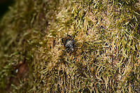 Mottled Shieldbug - habitat, Berghem, Netherlands https://www.jungledragon.com/image/99679/mottled_shieldbug_-_top_view_berghem_netherlands.html<br />
https://www.jungledragon.com/image/99681/mottled_shieldbug_-_front_view_berghem_netherlands.html Berghem,Europe,Mottled Shieldbug,Netherlands,Rhaphigaster nebulosa,World