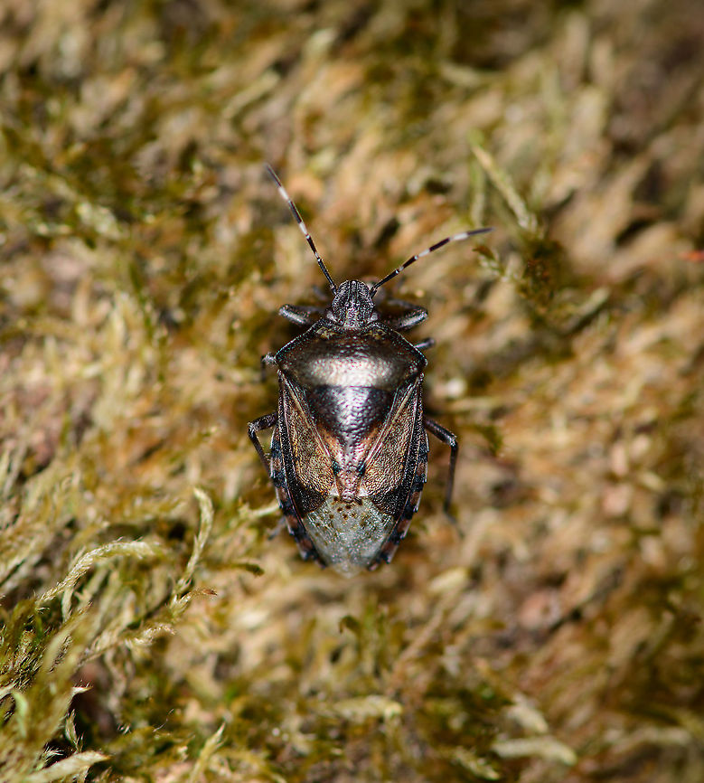 Mottled Shieldbug - top view, Berghem, Netherlands <figure class="photo"><a href="https://www.jungledragon.com/image/99678/mottled_shieldbug_-_habitat_berghem_netherlands.html" title="Mottled Shieldbug - habitat, Berghem, Netherlands"><img src="https://s3.amazonaws.com/media.jungledragon.com/images/2/99678_thumb.jpg?AWSAccessKeyId=05GMT0V3GWVNE7GGM1R2&Expires=1770854410&Signature=HkanUDMQ6EfQshkaKxyxG4%2BENk4%3D" width="200" height="134" alt="Mottled Shieldbug - habitat, Berghem, Netherlands https://www.jungledragon.com/image/99679/mottled_shieldbug_-_top_view_berghem_netherlands.html<br />
https://www.jungledragon.com/image/99681/mottled_shieldbug_-_front_view_berghem_netherlands.html Berghem,Europe,Mottled Shieldbug,Netherlands,Rhaphigaster nebulosa,World" /></a></figure><br />
<figure class="photo"><a href="https://www.jungledragon.com/image/99681/mottled_shieldbug_-_front_view_berghem_netherlands.html" title="Mottled Shieldbug - front view, Berghem, Netherlands"><img src="https://s3.amazonaws.com/media.jungledragon.com/images/2/99681_thumb.jpg?AWSAccessKeyId=05GMT0V3GWVNE7GGM1R2&Expires=1770854410&Signature=8NV4KlHqslif%2BdbnEUBlifNQGIU%3D" width="200" height="160" alt="Mottled Shieldbug - front view, Berghem, Netherlands https://www.jungledragon.com/image/99678/mottled_shieldbug_-_habitat_berghem_netherlands.html<br />
https://www.jungledragon.com/image/99679/mottled_shieldbug_-_top_view_berghem_netherlands.html Berghem,Europe,Mottled Shieldbug,Netherlands,Rhaphigaster nebulosa,World" /></a></figure> Berghem,Europe,Mottled Shieldbug,Netherlands,Rhaphigaster nebulosa,World