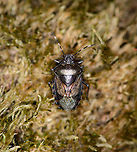 Mottled Shieldbug - top view, Berghem, Netherlands https://www.jungledragon.com/image/99678/mottled_shieldbug_-_habitat_berghem_netherlands.html<br />
https://www.jungledragon.com/image/99681/mottled_shieldbug_-_front_view_berghem_netherlands.html Berghem,Europe,Mottled Shieldbug,Netherlands,Rhaphigaster nebulosa,World