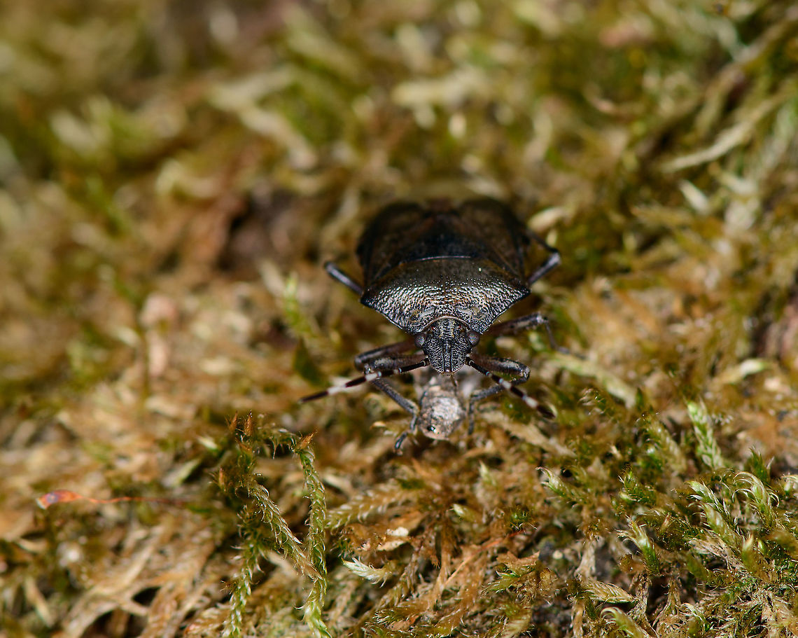 Mottled Shieldbug - front view, Berghem, Netherlands <figure class="photo"><a href="https://www.jungledragon.com/image/99678/mottled_shieldbug_-_habitat_berghem_netherlands.html" title="Mottled Shieldbug - habitat, Berghem, Netherlands"><img src="https://s3.amazonaws.com/media.jungledragon.com/images/2/99678_thumb.jpg?AWSAccessKeyId=05GMT0V3GWVNE7GGM1R2&Expires=1759968010&Signature=sSSNRXWAAAT9dy5PWHlz2lXOXzA%3D" width="200" height="134" alt="Mottled Shieldbug - habitat, Berghem, Netherlands https://www.jungledragon.com/image/99679/mottled_shieldbug_-_top_view_berghem_netherlands.html<br />
https://www.jungledragon.com/image/99681/mottled_shieldbug_-_front_view_berghem_netherlands.html Berghem,Europe,Mottled Shieldbug,Netherlands,Rhaphigaster nebulosa,World" /></a></figure><br />
<figure class="photo"><a href="https://www.jungledragon.com/image/99679/mottled_shieldbug_-_top_view_berghem_netherlands.html" title="Mottled Shieldbug - top view, Berghem, Netherlands"><img src="https://s3.amazonaws.com/media.jungledragon.com/images/2/99679_thumb.jpg?AWSAccessKeyId=05GMT0V3GWVNE7GGM1R2&Expires=1759968010&Signature=Wh9aC1gA0IXjnFMxp4KNdFEIcMY%3D" width="138" height="152" alt="Mottled Shieldbug - top view, Berghem, Netherlands https://www.jungledragon.com/image/99678/mottled_shieldbug_-_habitat_berghem_netherlands.html<br />
https://www.jungledragon.com/image/99681/mottled_shieldbug_-_front_view_berghem_netherlands.html Berghem,Europe,Mottled Shieldbug,Netherlands,Rhaphigaster nebulosa,World" /></a></figure> Berghem,Europe,Mottled Shieldbug,Netherlands,Rhaphigaster nebulosa,World