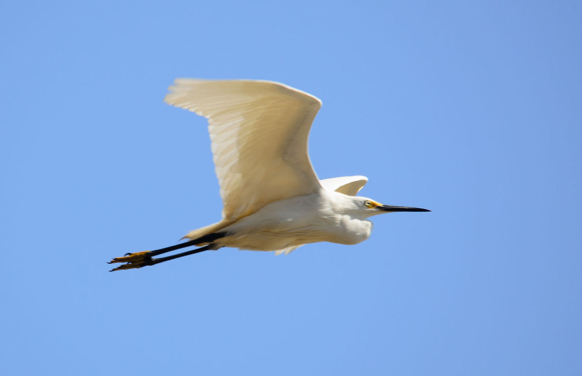 Dimorphic Egret in flight in Tsingy, Madagascar Not entirely sharp, both the bird and we were moving from our cano, but this shot gives an impression of the flight posture of this dimorphic egret. Dimorphic Egret,Egretta dimorpha,Madagascar,Tsingy de Bemaraha National Park