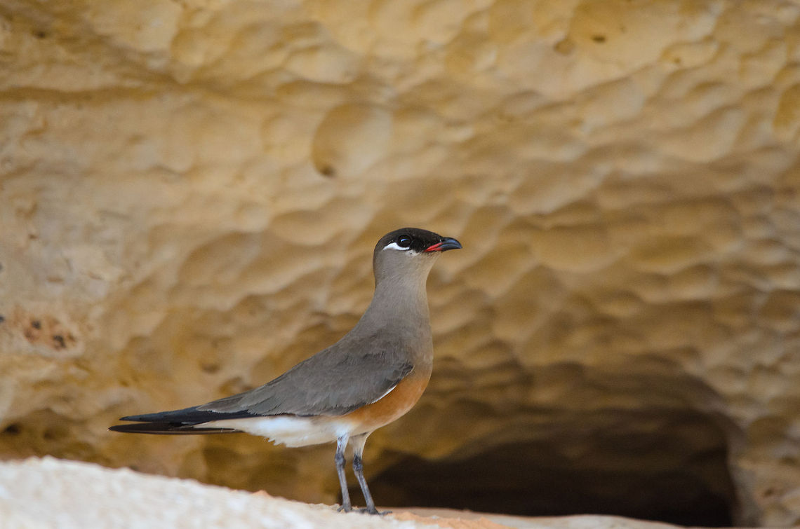 Madagascar Pratincole nesting in limestone caves As promised, hereby a closer look at a Pratincole using the safety of a limestone cliff for nesting. This one is taken from a canoe, the actual nest is unreachable, high and bordered by water. Glareola ocularis,Madagascar,Madagascar Pratincole,Tsingy de Bemaraha National Park