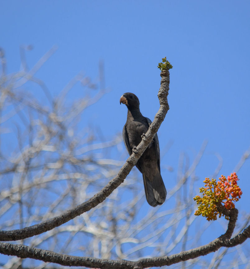 Lesser Vasa Parrot in Tsingy I can never tell the different between the greater and lesser Vasa, but my educated guess is that would be the lesser one. This one is sitting on a very resilient tree that is growing directly from a limestone cliff, a bizarre fact in itself. We are in a canoe, moving under the parrot. Coracopsis nigra,Lesser Vasa Parrot,Madagascar,Tsingy de Bemaraha National Park