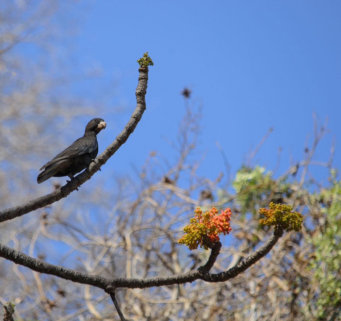 Lesser Vasa Parrot on cliff-edged tree in Tsingy, Madagascar Outside of this view is a second Vasa parrot, likely the other half of a couple.  Coracopsis nigra,Lesser Vasa Parrot,Madagascar,Tsingy de Bemaraha National Park