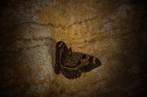 Remote life - night moth in Tsingy cave Tsingy is a very remote place in itself, accessing the remote water-edged caves in this remote place, and then still spotting life inside the cave feels special. I am unsure of the species of this moth or butterfly, just that it was living in complete darkness and is fairly large, about the size of a children's hand. Cyligramma latona,Madagascar,Tsingy de Bemaraha National Park