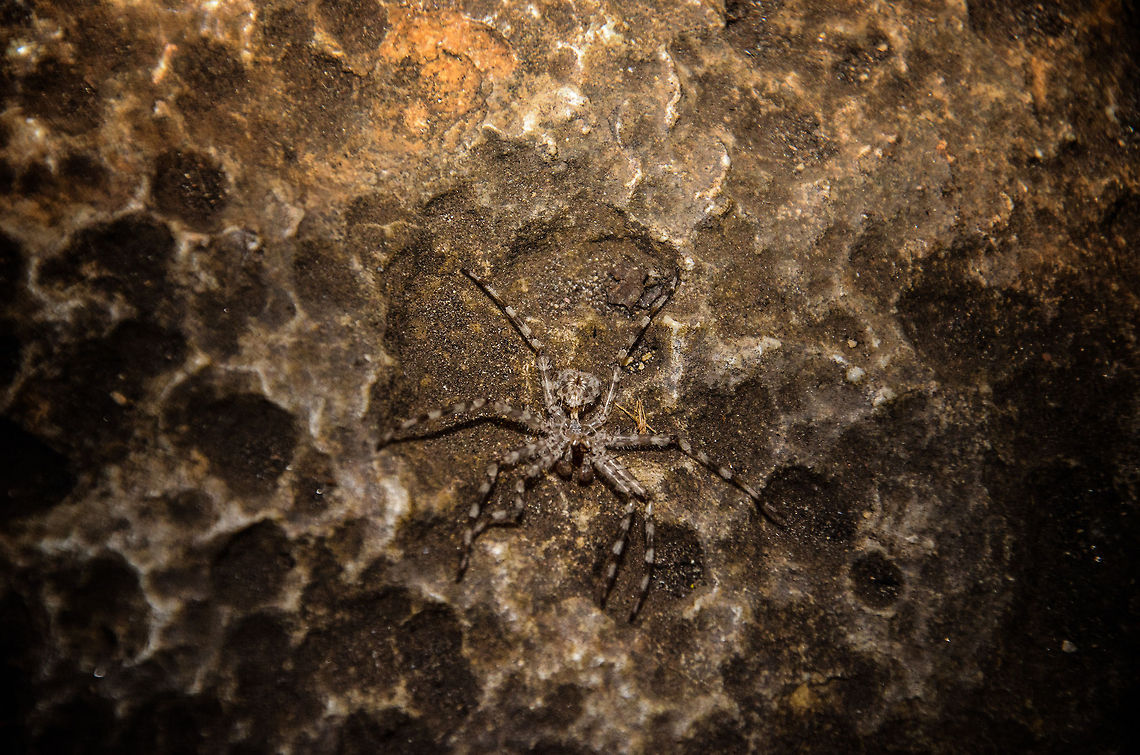 Unknown banded cave spider in Tsingy, Madagascar Hidden beneath a small overhanging limestone formation in Tsingy, Madagascar, a fairly large banded spider is hiding. I am not sure of this spider's species. It is about the size of a human hand, black banded, whereas the white is mostly translucent. Madagascar,Tsingy de Bemaraha National Park