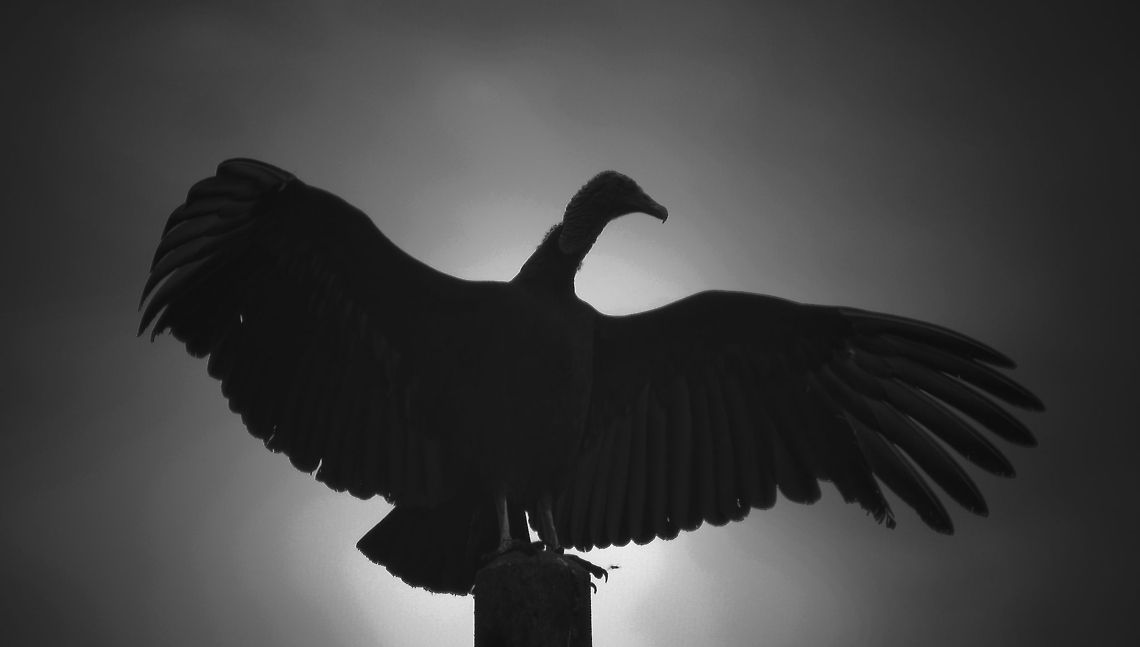 Black Vulture, king of death Black vulture in Costa Rica Birds,Black Vulture,Coragyps atratus,Costa Rica,Vulture