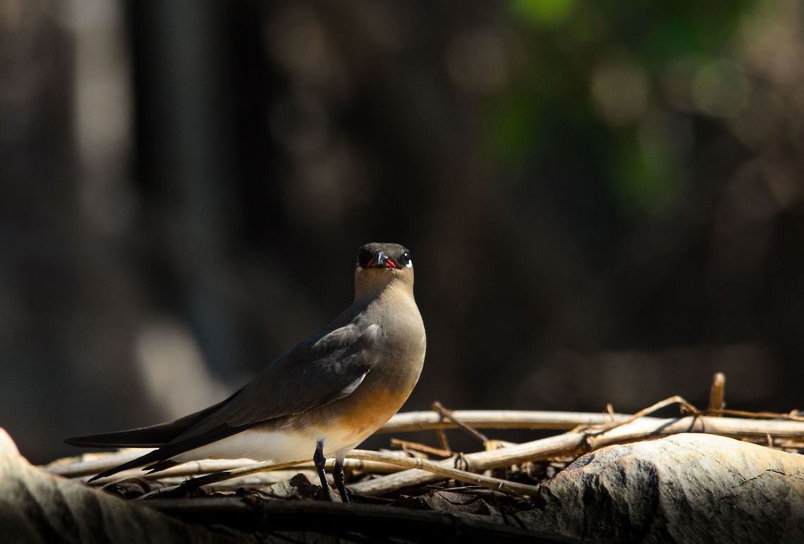 Madagascar Pratincole closeup A Madagascar Pratincole nesting in the Tsingy area. They are extremely active birds, always finding food and nesting materials whilst fending of competitors. Glareola ocularis,Madagascar,Madagascar Pratincole,Tsingy de Bemaraha National Park