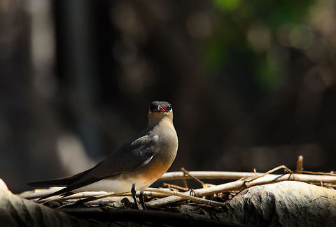 Madagascar Pratincole closeup A Madagascar Pratincole nesting in the Tsingy area. They are extremely active birds, always finding food and nesting materials whilst fending of competitors. Glareola ocularis,Madagascar,Madagascar Pratincole,Tsingy de Bemaraha National Park