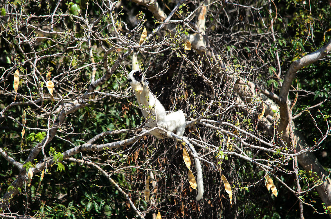 Decken's Sifaka at Tsingy, Madagascar It's always a pleasure in Madagascar to spot a lemur you haven't seen before. In this case we were exploring the water-edged caves of the Tsingy area. Right across the water our guide spotted this Decken's Sifaka lemur on the hunt for tast leaves. <br />
<br />
It's not the best shot, but a moment to remember. Luckily, later that day we had a much closer encounter with this lemur species.  Madagascar,Propithecus deckenii,Tsingy de Bemaraha National Park,Von der Deckens sifaka