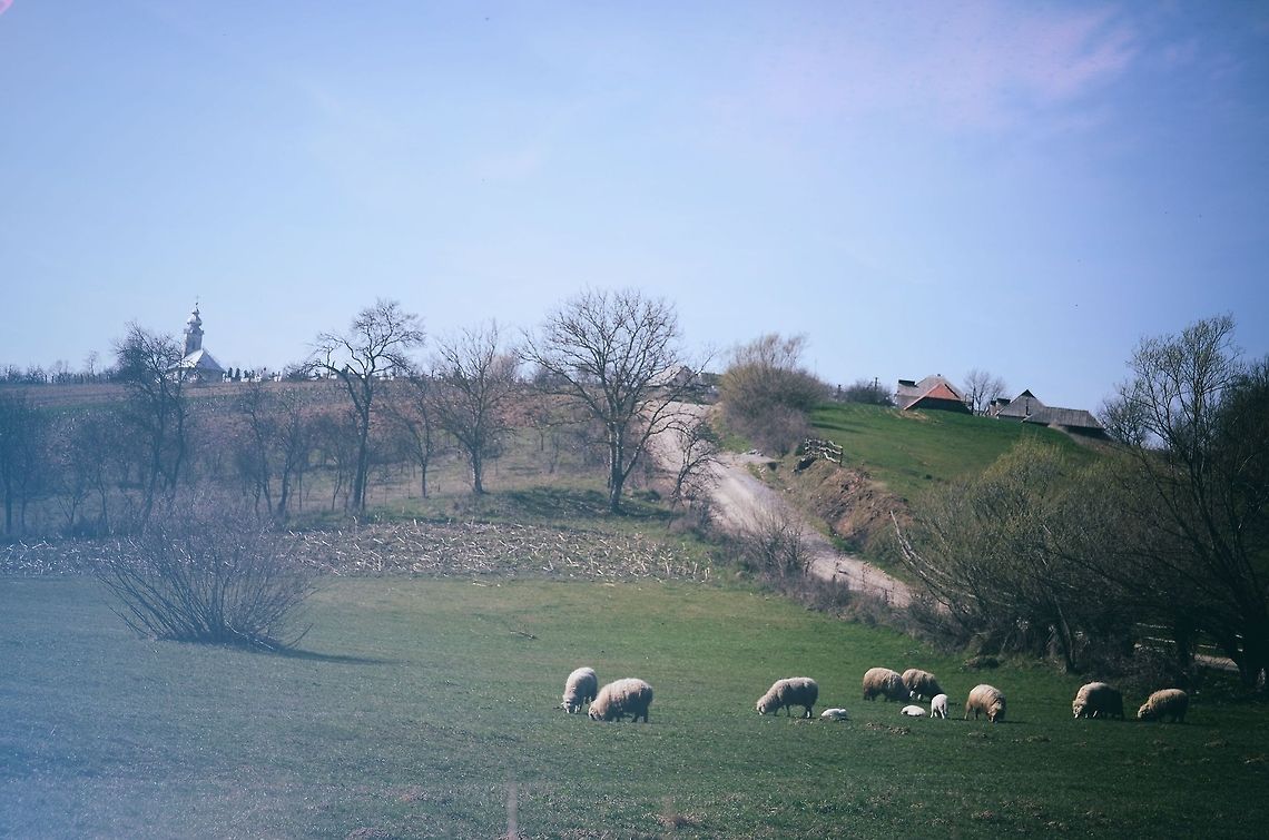 Village life.  Domestic sheep,Ovis aries