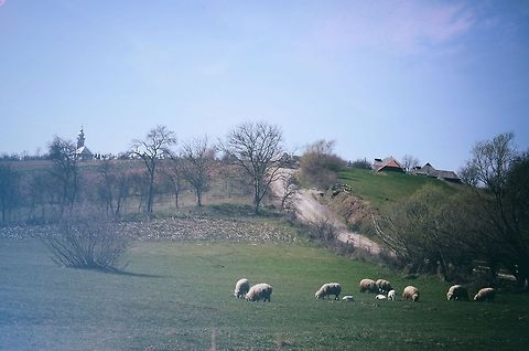 Village life.  Domestic sheep,Ovis aries