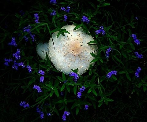 Mushroom_Verbena_Christopher_Woods