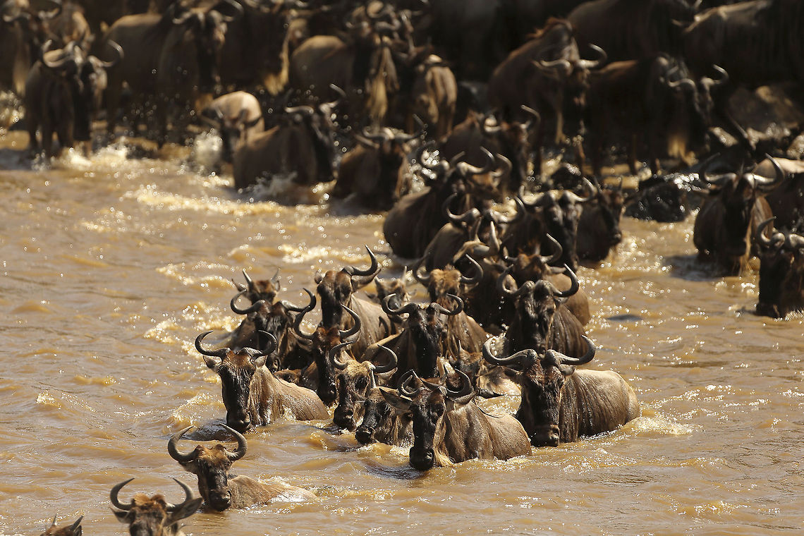 Great Migration Wildebeest crossing the Mara River at Kenya&#039;s Masai Mara is one of the greatest wildlife spectacles on earth. Millions of animals migrate from Serengeti to Mara and back facing the dangers in and around the river.  Africa,Blue wildebeest,Connochaetes taurinus,Geotagged,Gnu,Kenya,Mara River,Masai Mara