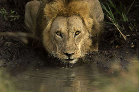 Eye to Eye An adult male spots the photographer as he is by a pond, drinking water... Africa,Geotagged,Kenya,Lion,Masai Mara,Panthera leo