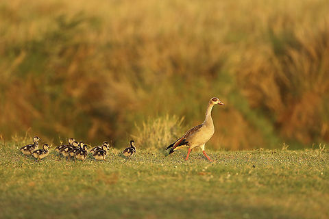 Mum & Chicks Sun is about to set on the Mara Plains as Egyptian Goose chicks follow their mother along the Mara River... Alopochen aegyptiacus,Birds,Egyptian Goose,Geotagged,Kenya,Mara River,Masai Mara,chick
