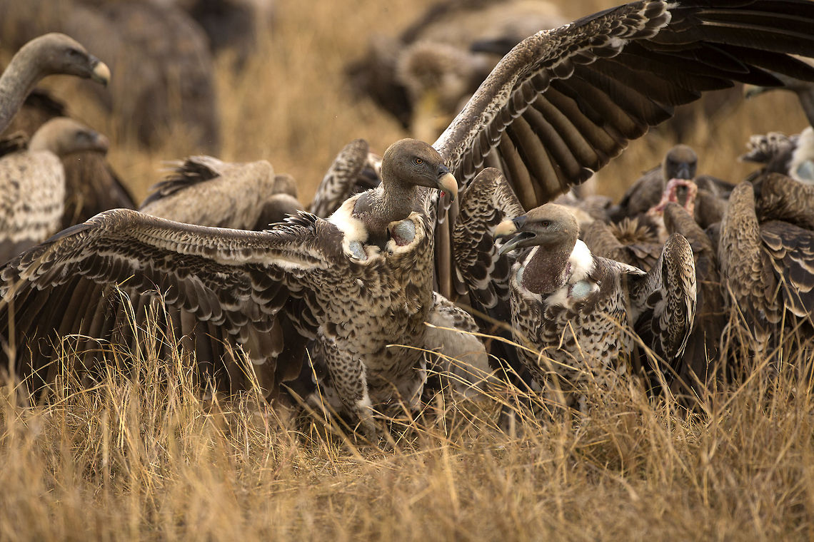 Feeding frenzy On the plains of Masai Mara, there is always food available for scavengers. Especially during the migration season, vultures gather around carcasses in huge numbers. Geotagged,Gyps africanus,Gyps rueppellii,Hooded Vulture,Kenya,Necrosyrtes monachus,Rüppells Vulture,White-backed Vulture