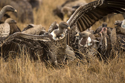 Feeding frenzy On the plains of Masai Mara, there is always food available for scavengers. Especially during the migration season, vultures gather around carcasses in huge numbers. Geotagged,Gyps africanus,Gyps rueppellii,Hooded Vulture,Kenya,Necrosyrtes monachus,R&uuml;ppells Vulture,White-backed Vulture