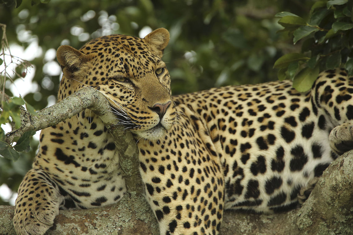 Siesta Time A male leopard rests on a tree during the hottest times of the day and watched the Mara plains for possible prey. Africa,Geotagged,Kenya,Leopard,Masai Mara,Panthera pardus
