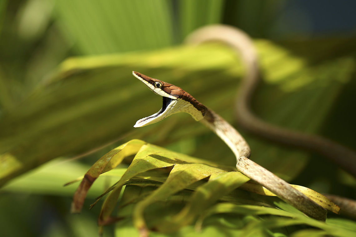 Intimidated A brown vine snake displays its black and scary mouth. When threatened, this 2 meter snake opens its mouth and hisses. Not a poisonous snake and will not bite easily. Americas,Costa Rica,Geotagged,Oxybelis aeneus,Snake,Tortuguero