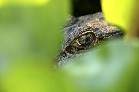 Ambush Caimens are usually not aggressive towards humans. But because they hide so well under the vegetation, one can easily get very close to a croc without noticing its presence. Pantanal is one of the best places to see these reptiles where they gather in millions. Black caiman,Brazil,Caiman crocodilus,Caiman yacare,Geotagged,Melanosuchus niger,Pantanal,Spectacled caiman,Swamp,Wetland,Yacare caiman
