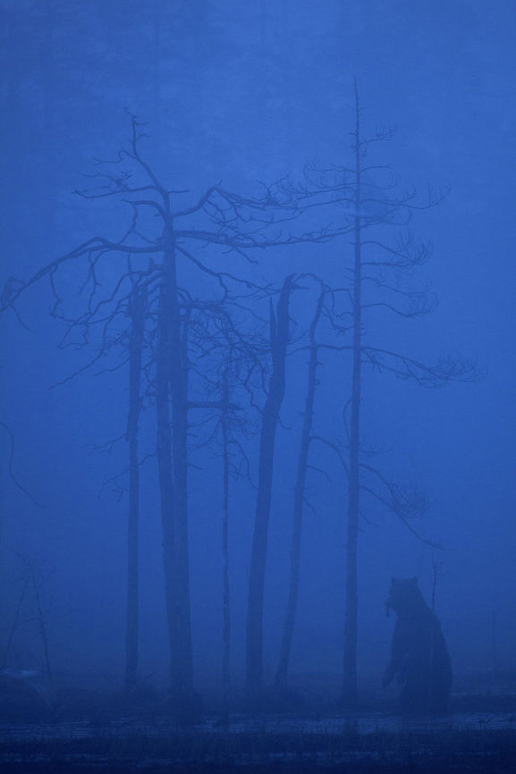 Morning Mist During spring time, most mornings in Northern Finland are misty. A brown bear feeds early in the morning and he is startled by the seagulls. When startled, bears stand up on their hind legs to intimidate the threat. Brown bear,Finland,Geotagged,Grizzly bear,Kuhmo,Mist,Ursus arctos