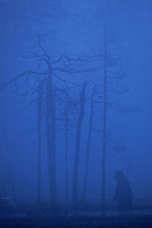 Morning Mist During spring time, most mornings in Northern Finland are misty. A brown bear feeds early in the morning and he is startled by the seagulls. When startled, bears stand up on their hind legs to intimidate the threat. Brown bear,Finland,Geotagged,Grizzly bear,Kuhmo,Mist,Ursus arctos