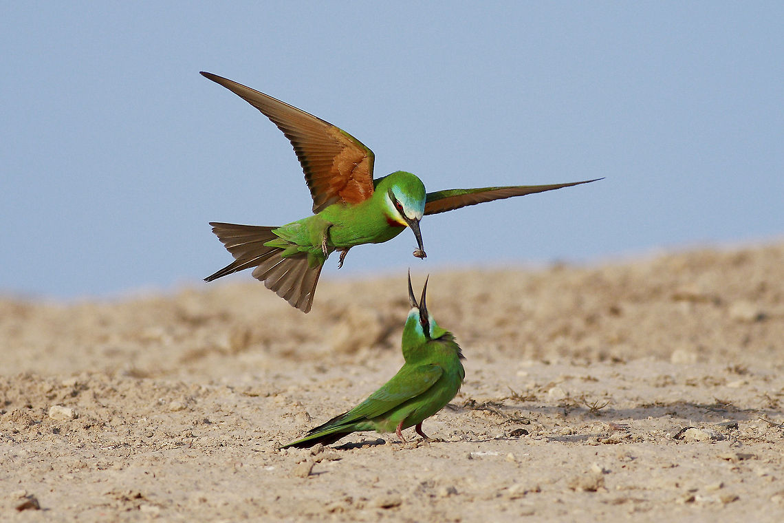 Presenting a Gift During their courtship time, male bee-eaters present the females with various gifts. Bringing more bees, butterflies and other juicy insects to females raises the males chance of breeding. Blue-cheeked bee-eater,Geotagged,Merops persicus,Turkey,Urfa,breeding,courtship