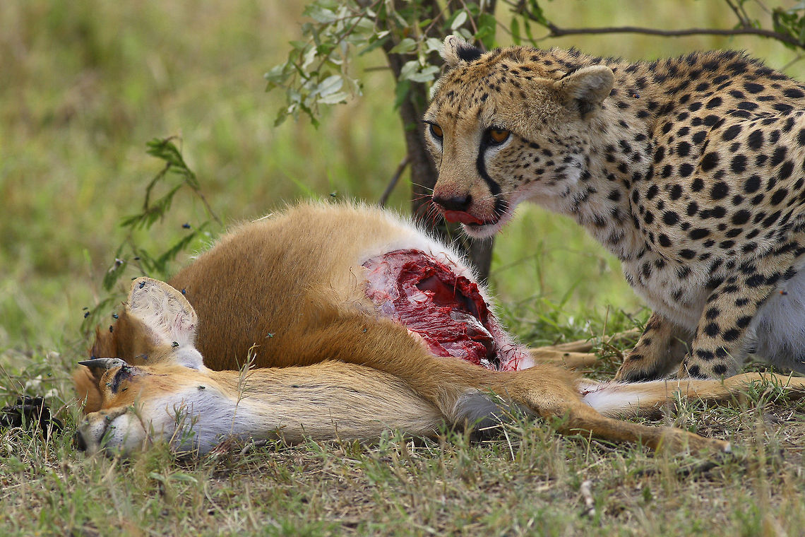 Time for lunch A female cheetah eating an impala that she just hunted. She is very cautious because she has 2 cubs around. Hyenas are one of the biggest threat against cheetas and she has to eat very quickly before she gets noticed by hyenas and vultures. Acinonyx jubatus,Africa,Cheetah,Geotagged,Impala,Kenya,Masai Mara