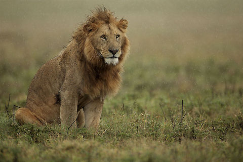Soaking wet A male lion in Ngorongoro Crater of Tanzania, getting wet under the rain... Africa,Geotagged,Lion,Ngorongoro,Panthera leo,Tanzania,crater,rain,wildlife
