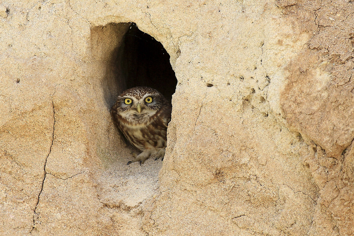 Entrance A little owl looks out from its nest to see what&#039;s going on around. Little owls are both nocturnal and diurnal and it&#039;s possible to see them in broad daylight and even close to human settlements.  Athene noctua,Geotagged,Little  Owl,Turkey,nest