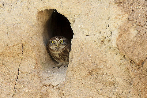 Entrance A little owl looks out from its nest to see what's going on around. Little owls are both nocturnal and diurnal and it's possible to see them in broad daylight and even close to human settlements.  Athene noctua,Geotagged,Little  Owl,Turkey,nest