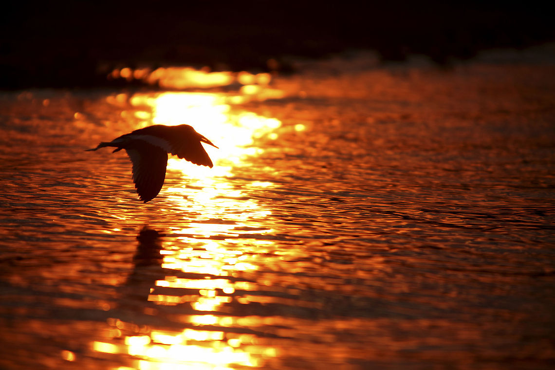 Sunset skimmer A black skimmer flies low while the sun sets over Rio Negro... Black Skimmer,Brazil,Geotagged,Pantanal,Rio Negro,River,Rynchops niger,sunset