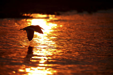 Sunset skimmer A black skimmer flies low while the sun sets over Rio Negro... Black Skimmer,Brazil,Geotagged,Pantanal,Rio Negro,River,Rynchops niger,sunset