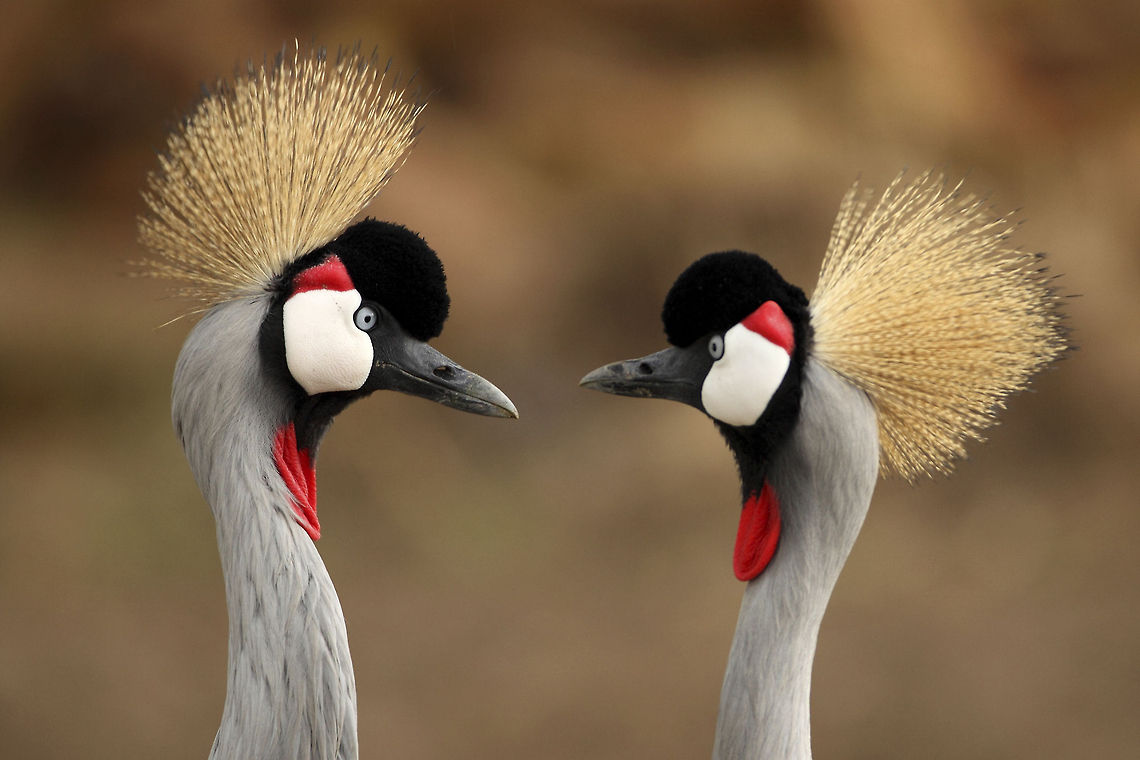 A Matching Pair Grey crowned cranes are usually seen as pairs. They can also be seen with other pairs reaching up to 30-40 pairs sometimes... Africa,Balearica pavonina,Birds,Black Crowned Crane,Geotagged,Serengeti National Park,Tanzania