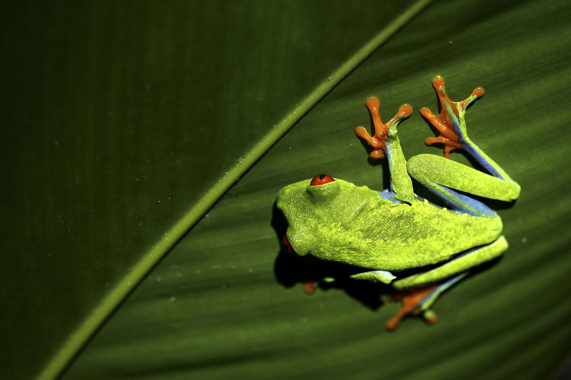 Upside down Red-eyed tree frogs are nocturnal and will spend most of the daytime hiding and sleeping. Despite the flashy colours, these frogs are not poisonous. Costa Rica,Geotagged,Green,Monteverde,Red-eyed Tree Frog,nocturnal